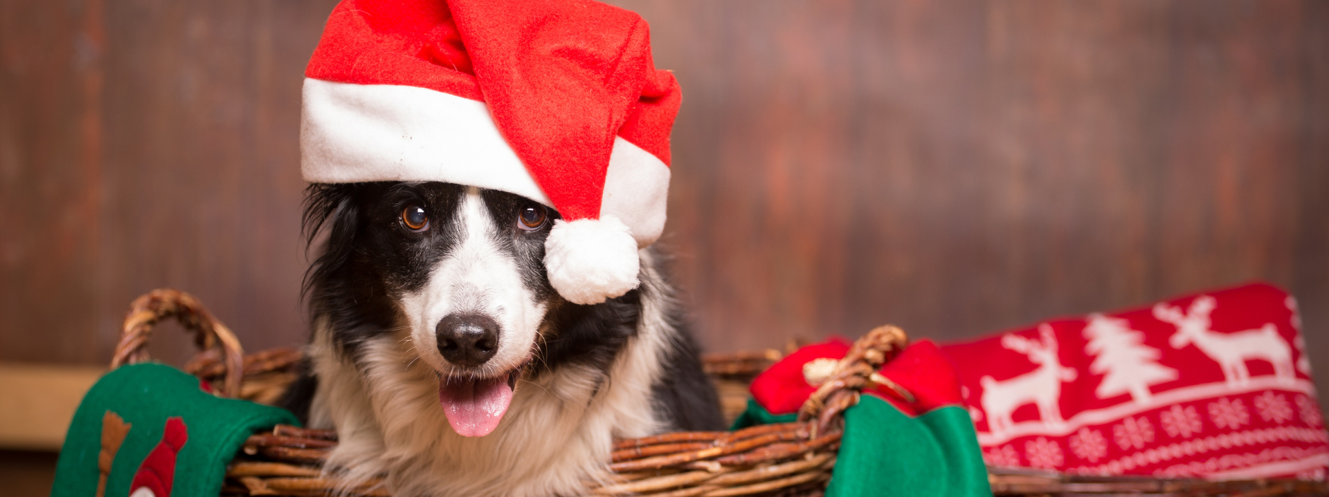 Besinnliche Weihnachten mit Hund und Katze (Tipps und Tricks)