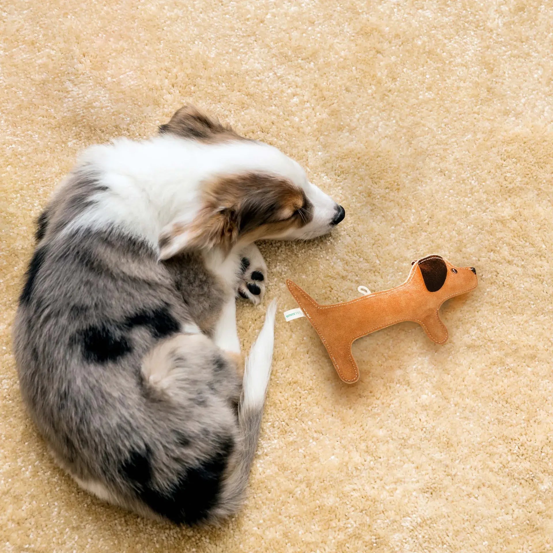 tug toy dachshund