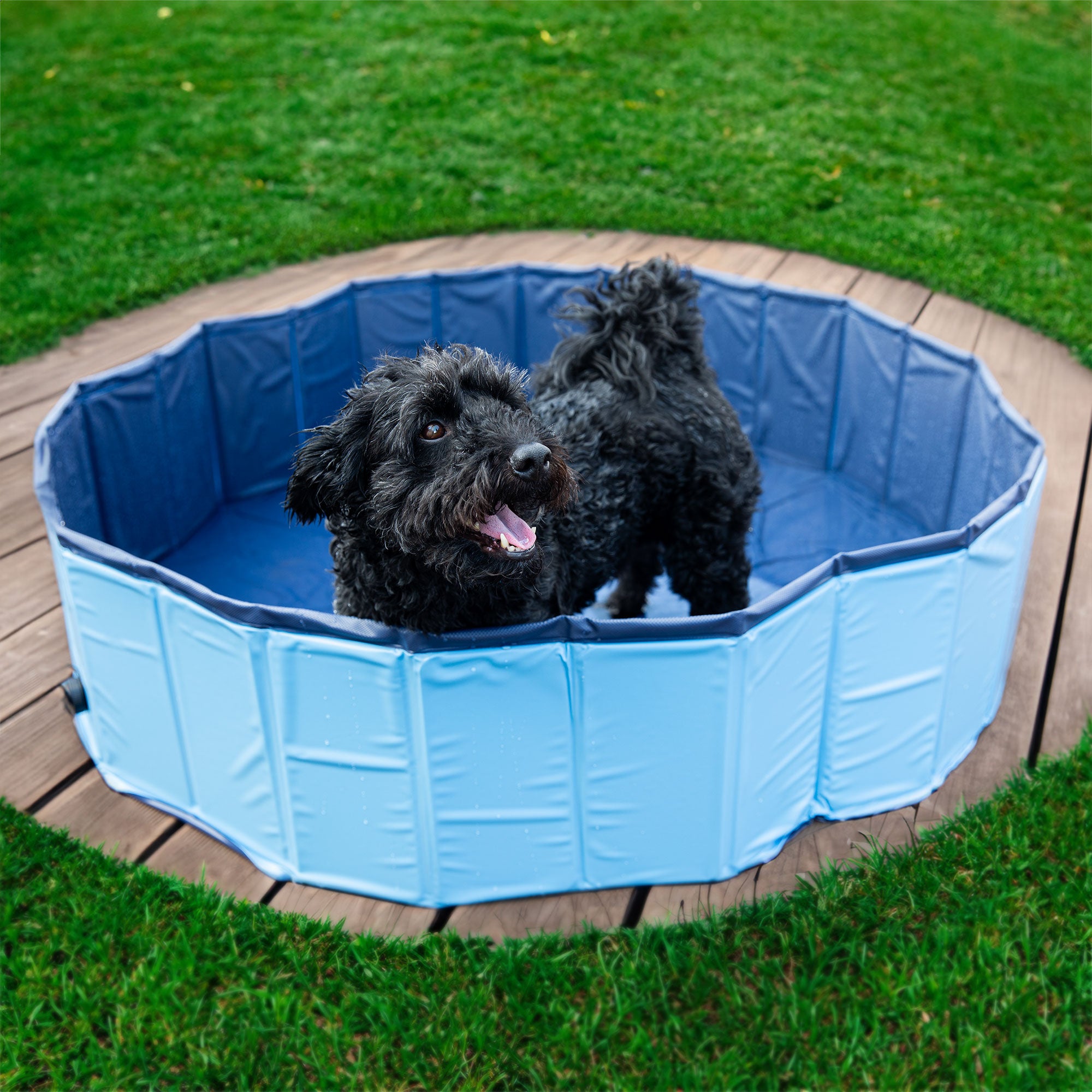 piscine pour chiens