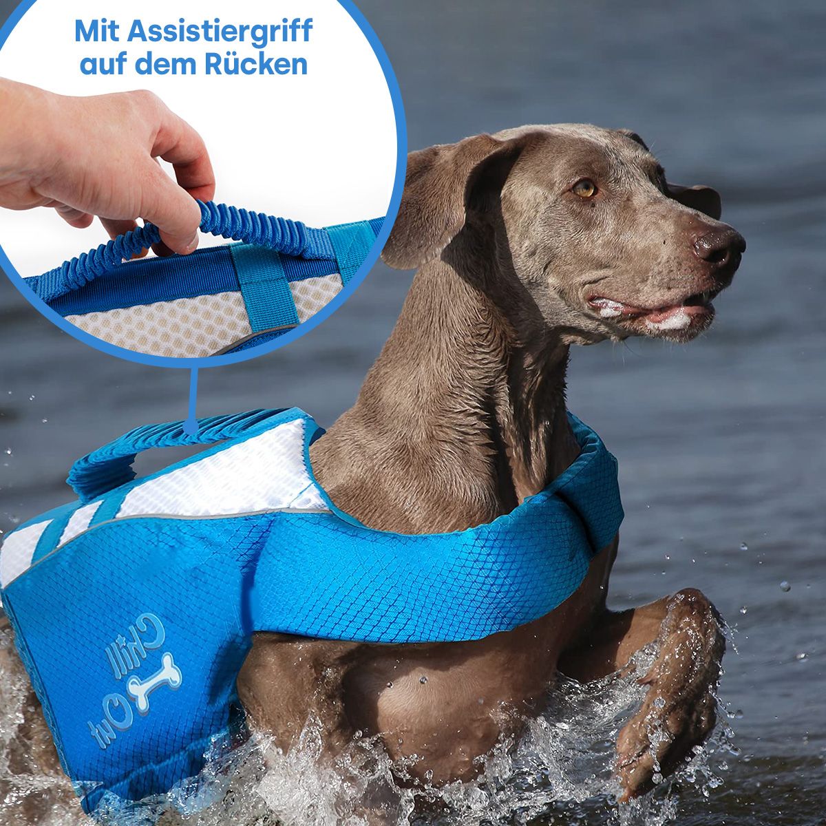 life jacket for dogs